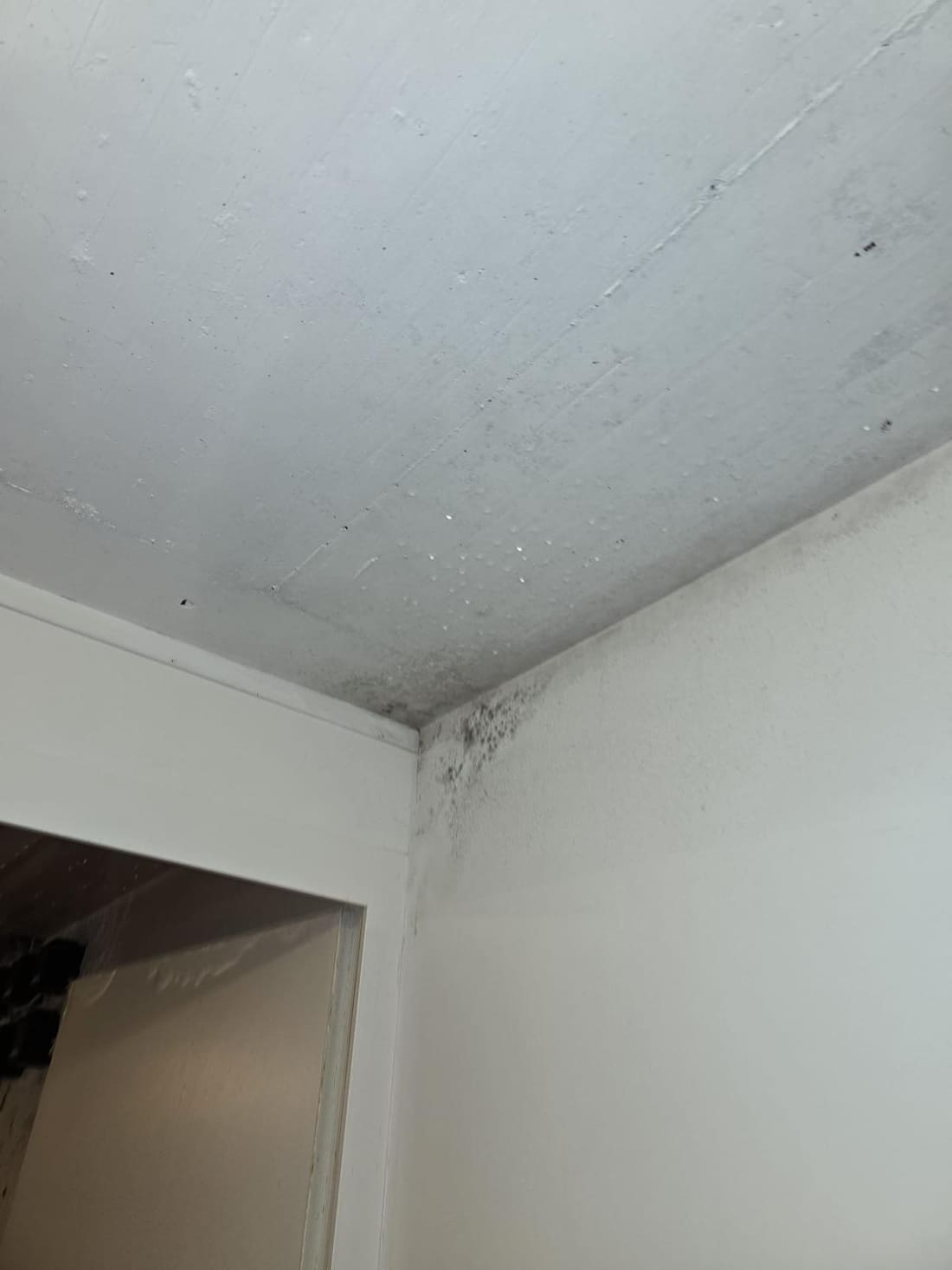 Moisissures au plafond dues à l'humidité